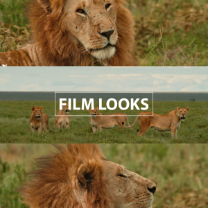 Film Looks Professional LUTs for Canon Log Videos