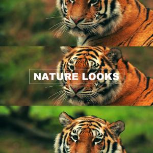 Nature Looks Professional Zcam E2 LUTs