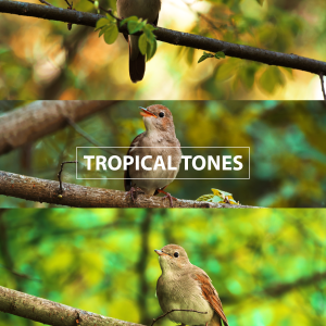 Tropical Tones Professional LUTs for Panasonic v-log